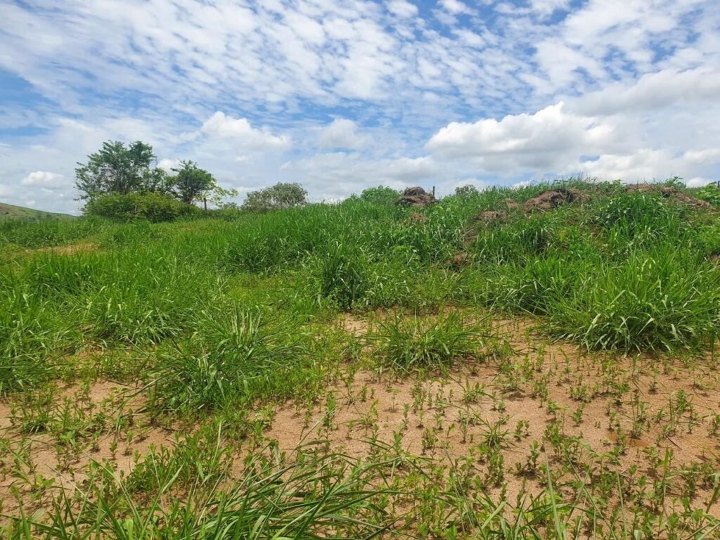 Chácara em Pontal de 1 Mil Mts² — foto 3