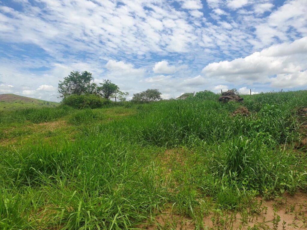 Chácara em Pontal de 1 Mil Mts² — foto 6