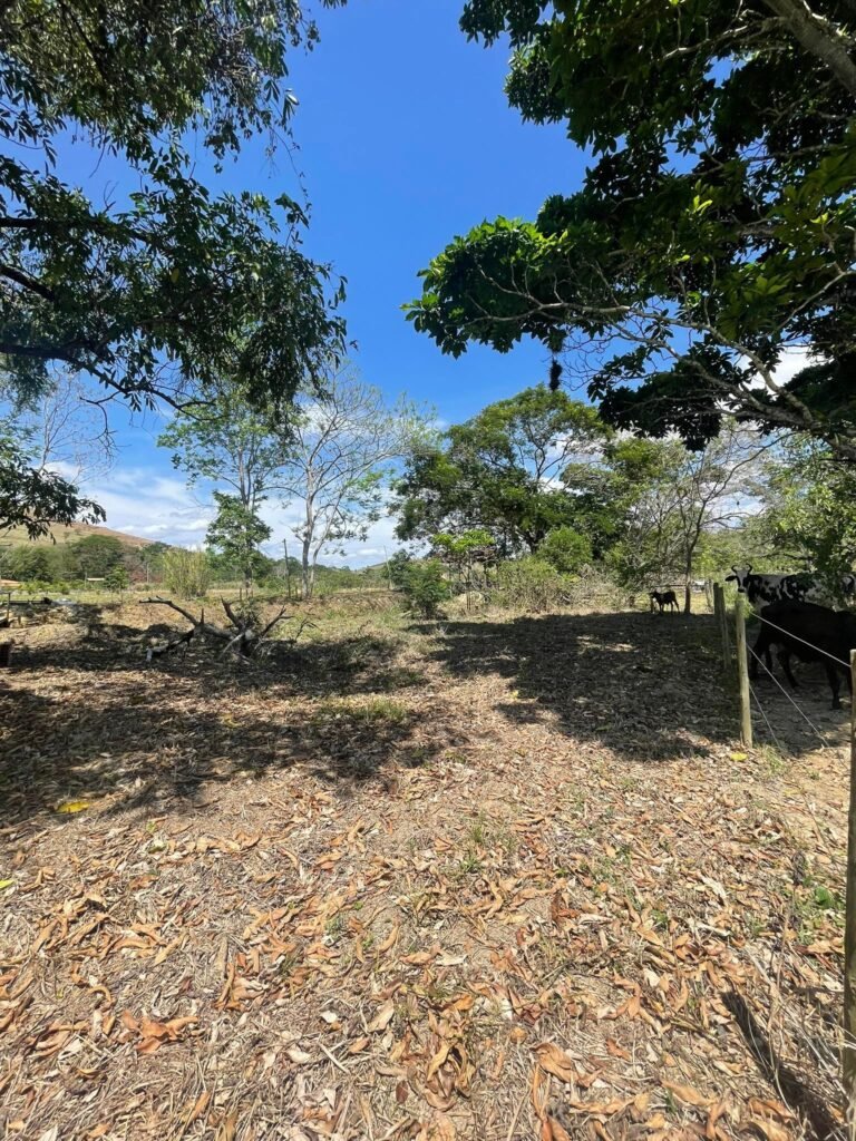 Chácara de 5 Mil mts² – Antes do Posto Cherokee – 01 — foto 4