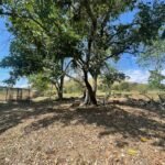 Chácara de 5 Mil mts² – Antes do Posto Cherokee – 01 — foto 7