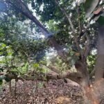 Chácara de 2.000 mts2 no Recanto dos Sonhos — foto 4