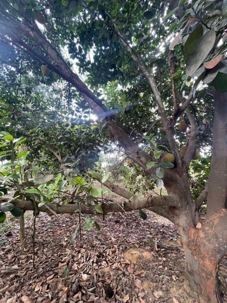 Chácara de 2.000 mts2 no Recanto dos Sonhos — foto 4