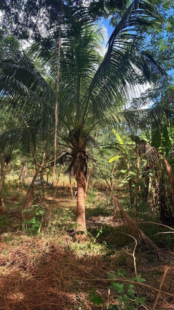 Chácara de 2.000 mts2 no Recanto dos Sonhos — foto 1