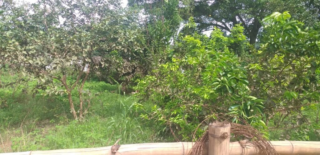 Chácara com fundo para o Rio Doce — foto 4