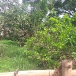 Chácara com fundo para o Rio Doce — foto 4