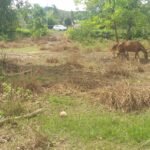 Chácara com fundo para o Rio Doce — foto 1