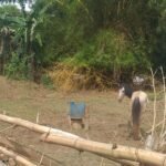 Chácara com fundo para o Rio Doce — foto 11