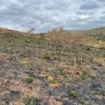 Chácara de 5 Mil mts ( Próxima ao Posto Cherokee — foto 2