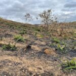 Chácara de 5 Mil mts ( Próxima ao Posto Cherokee — foto 5
