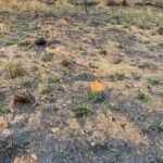Chácara de 5 Mil mts ( Próxima ao Posto Cherokee — foto 23
