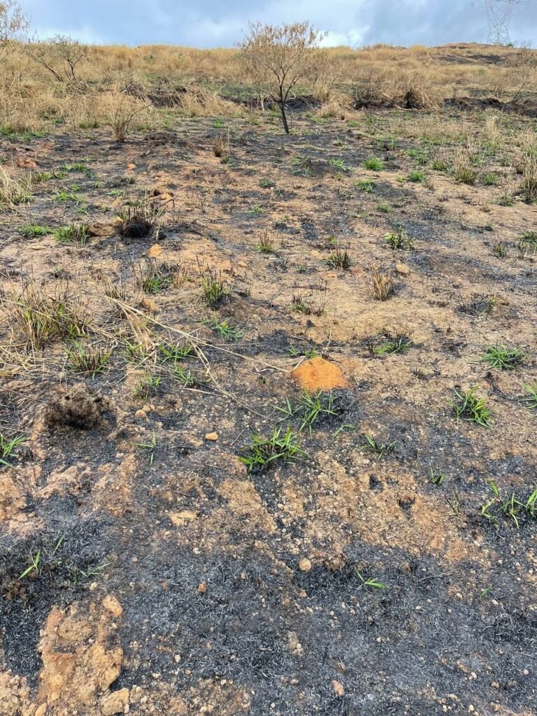 Chácara de 5 Mil mts ( Próxima ao Posto Cherokee — foto 23