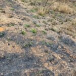 Chácara de 5 Mil mts ( Próxima ao Posto Cherokee — foto 22
