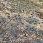 Chácara de 5 Mil mts ( Próxima ao Posto Cherokee — foto 21