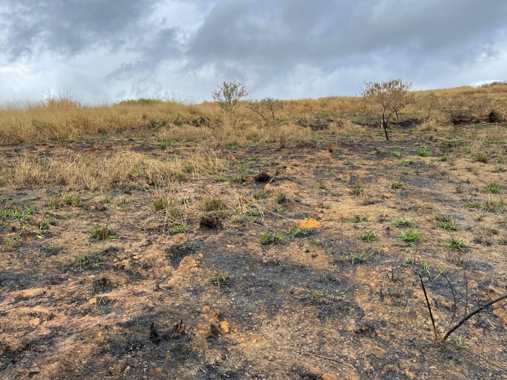 Chácara de 5 Mil mts ( Próxima ao Posto Cherokee — foto 9