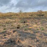 Chácara de 5 Mil mts ( Próxima ao Posto Cherokee — foto 9
