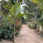 Chácara Paraíso — foto 4
