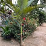 Chácara Paraíso — foto 5