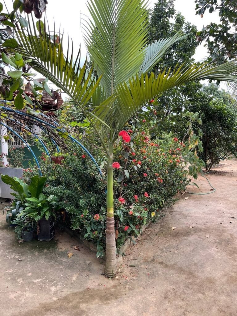 Chácara Paraíso — foto 5