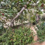 Chácara Paraíso — foto 13