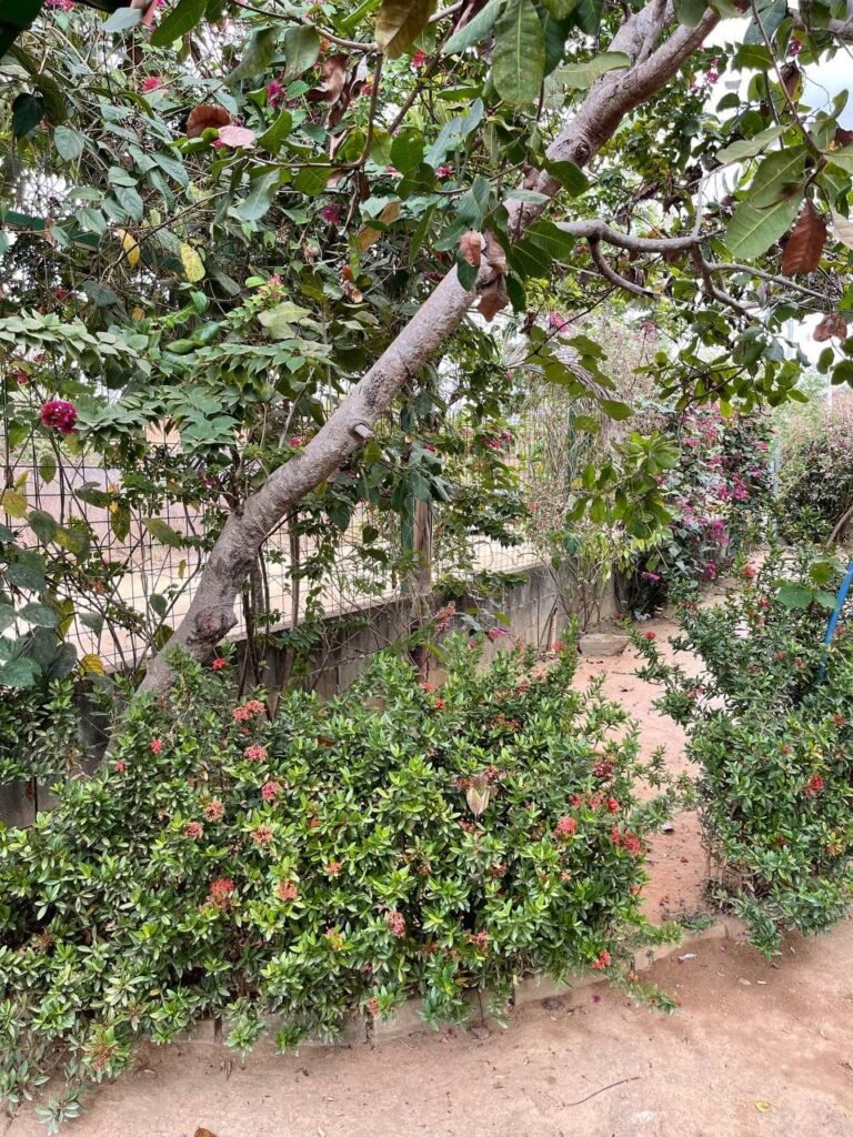 Chácara Paraíso — foto 13