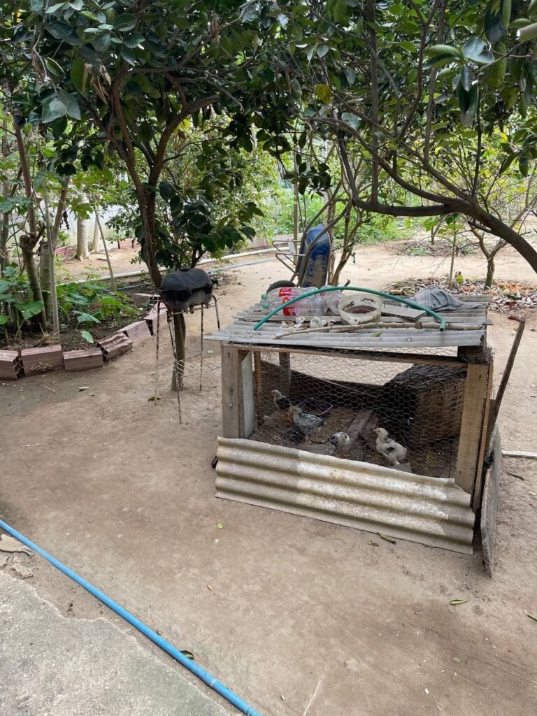 Chácara Paraíso — foto 8