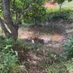 Chácara de 3 Mil mts2 – Serraria ( Pontal — foto 21