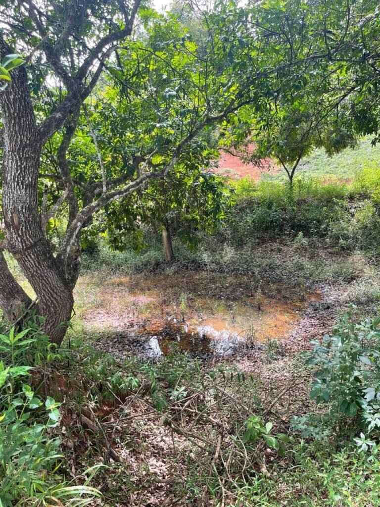 Chácara de 3 Mil mts2 – Serraria ( Pontal — foto 20