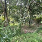 Chácara de 3 Mil mts2 – Serraria ( Pontal — foto 19