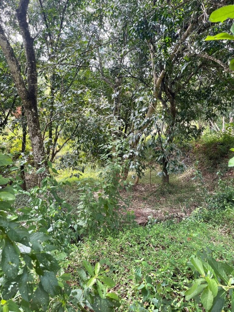 Chácara de 3 Mil mts2 – Serraria ( Pontal — foto 19