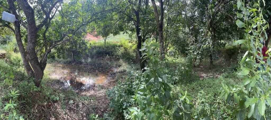 Chácara de 3 Mil mts2 – Serraria ( Pontal — foto 18