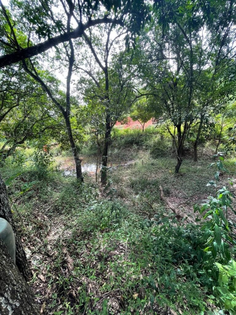 Chácara de 3 Mil mts2 – Serraria ( Pontal — foto 16
