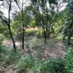 Chácara de 3 Mil mts2 – Serraria ( Pontal — foto 15