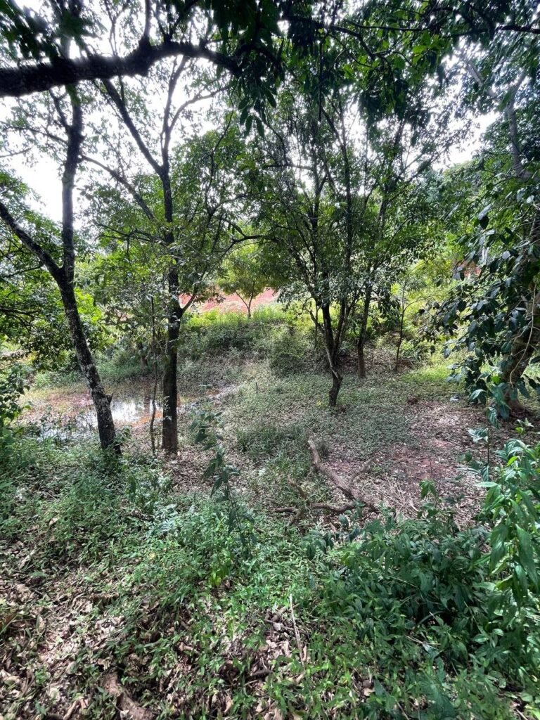 Chácara de 3 Mil mts2 – Serraria ( Pontal — foto 15
