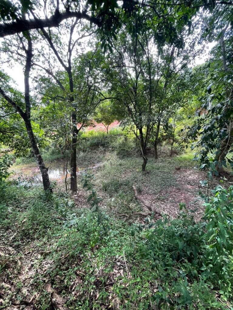 Chácara de 3 Mil mts2 – Serraria ( Pontal — foto 14