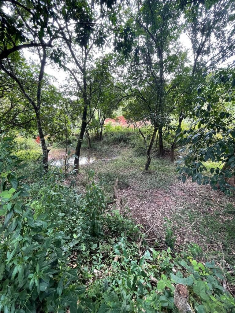 Chácara de 3 Mil mts2 – Serraria ( Pontal — foto 13