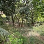 Chácara de 3 Mil mts2 – Serraria ( Pontal — foto 3