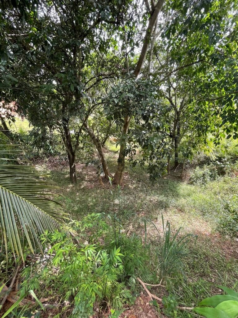 Chácara de 3 Mil mts2 – Serraria ( Pontal — foto 3